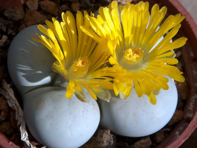 Lithops_pseudotrunkatella
